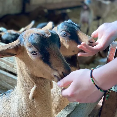 Le Vertbruche - Avec Superbe Vue Pour 15 Pers * La Bresse