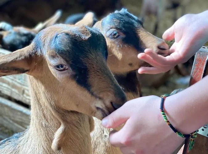 Le Vertbruche - Avec Superbe Vue Pour 15 Pers * La Bresse