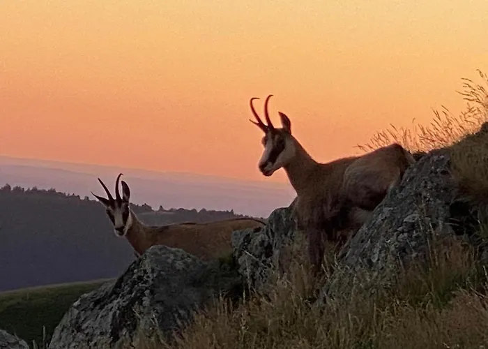 Le Vertbruche - Avec Superbe Vue Pour 15 Pers La Bresse